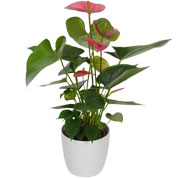 anthurium rose - cache pot blanc